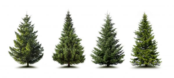 Cost of Pine Tree Trimming in Frederick